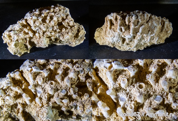 кораллы, Syringopora, Хотошино