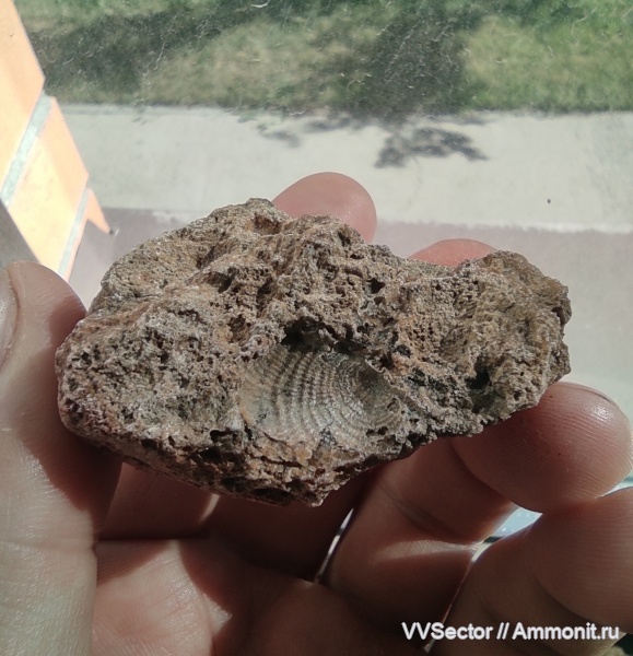 brachiopoda, Productus, Productida