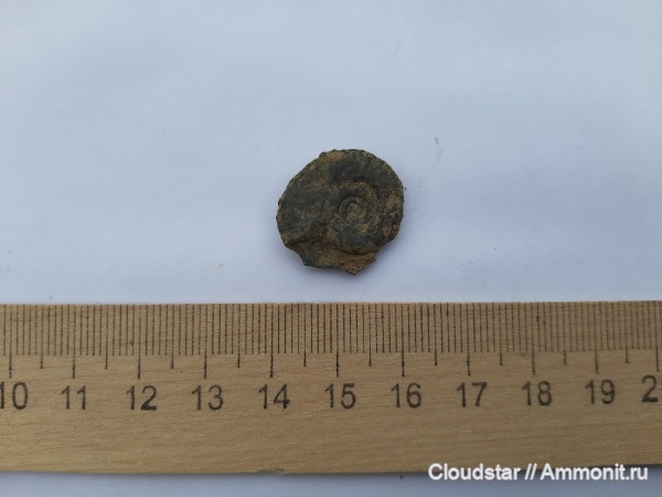 аммониты, келловей