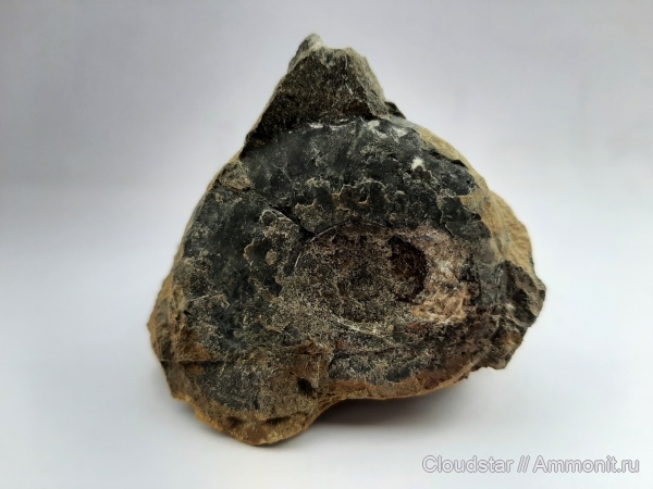 аммониты, келловей