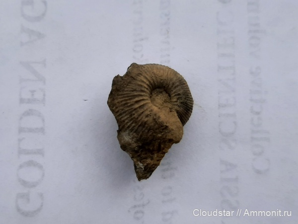 аммониты, келловей