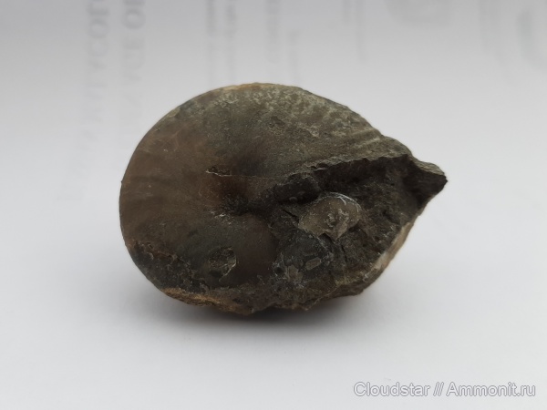 аммониты, келловей