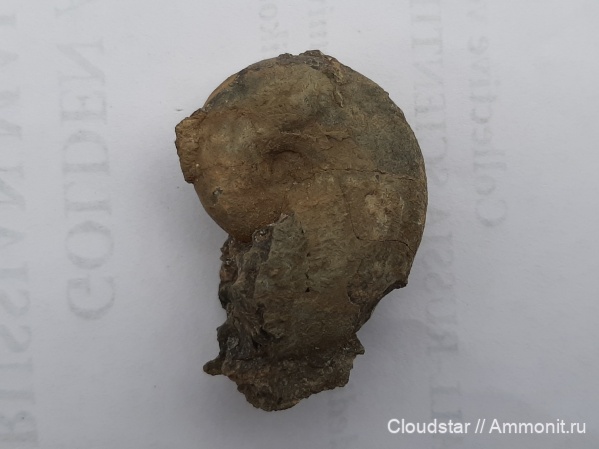 аммониты, келловей