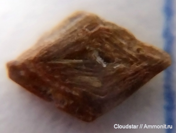 рыбы, нижний карбон, Заборье