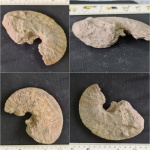 Находки с Плато Устюрт