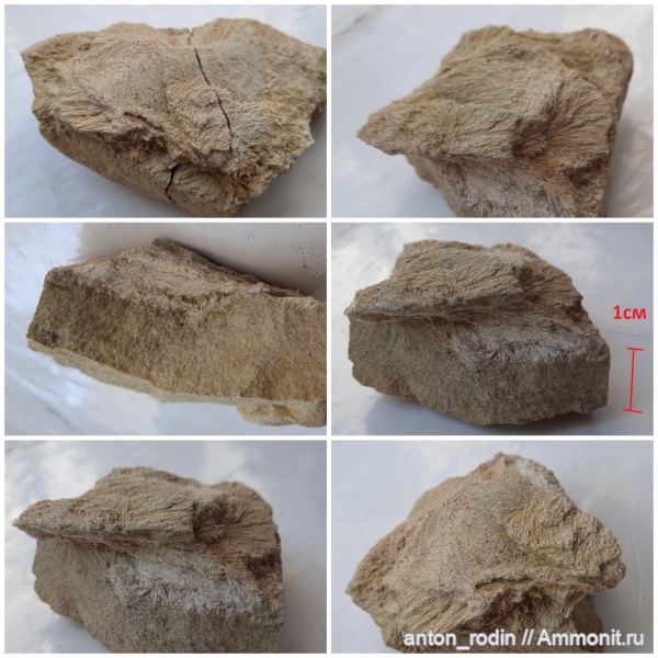 растения, известняк, Харьков