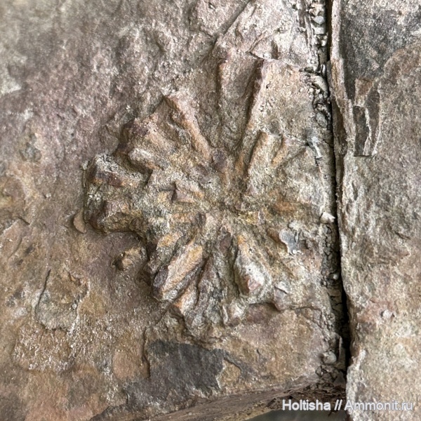 Stelloglyphus, ichnofossils