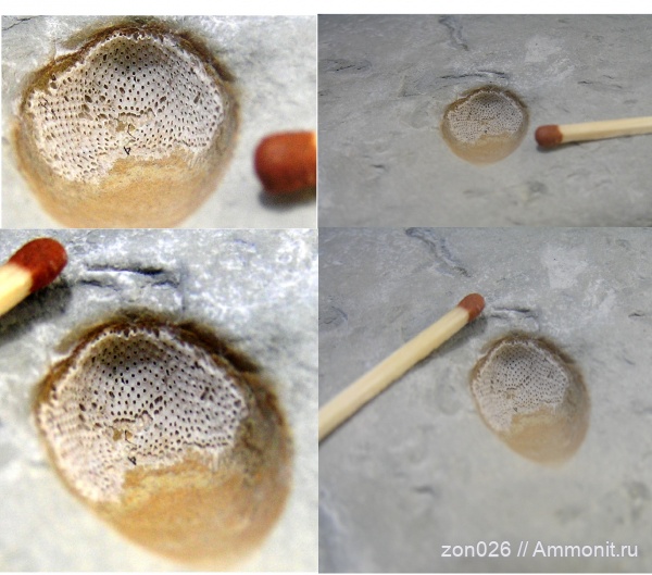 мшанки, беспозвоночные