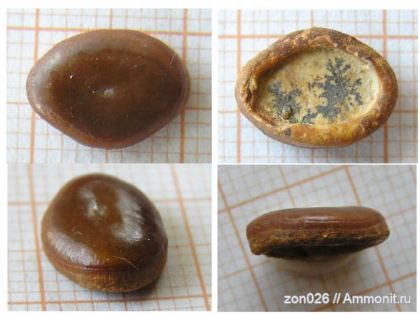 рыбы, позвоночные, зубы рыб, глоточные зубы, Бешпагир