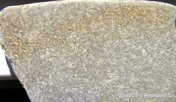 черви, ихнофоссилии, Аше