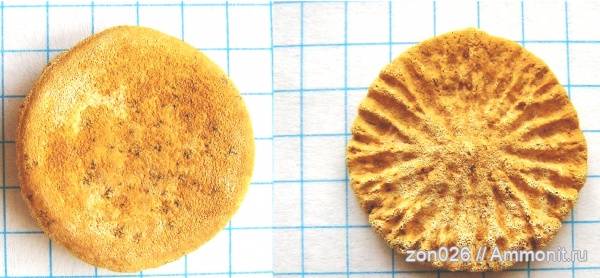 китообразные, позвонки, дельфины, сармат