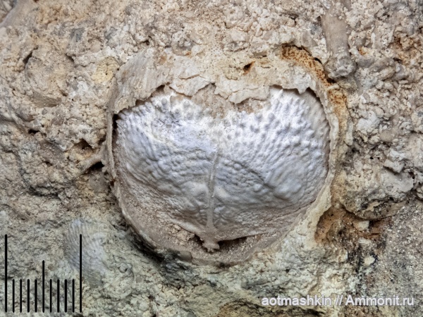 Карьер в дер. Карпово, Ступинский район, Московская область