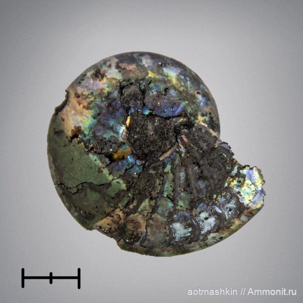 Garniericeras, Ammonoidea