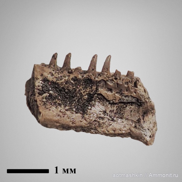 рыбы, зона Kachpurites fulgens