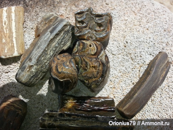 древесина, Hipparion, Archidiskodon meridionalis, Ильичевск, Санжейка