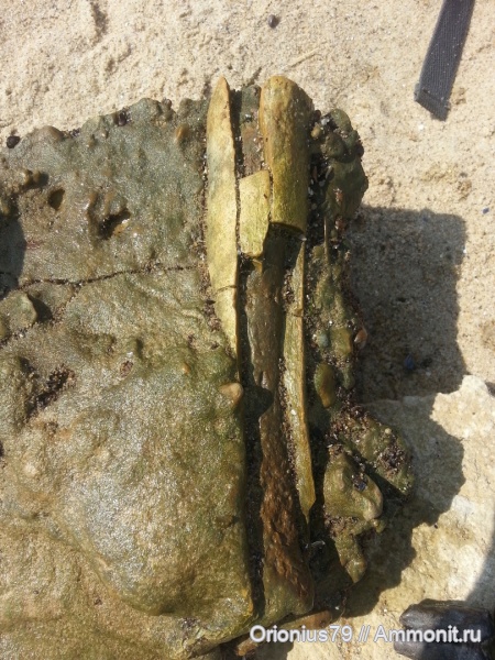 кости, гиппарионы