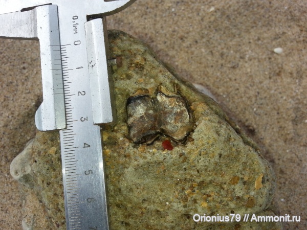 гиппарионы