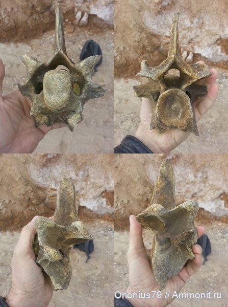 позвонки, кости, Bison priscus