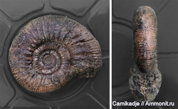 аммониты, юра, келловей, Choffatia, средняя юра, Крым, Курортное