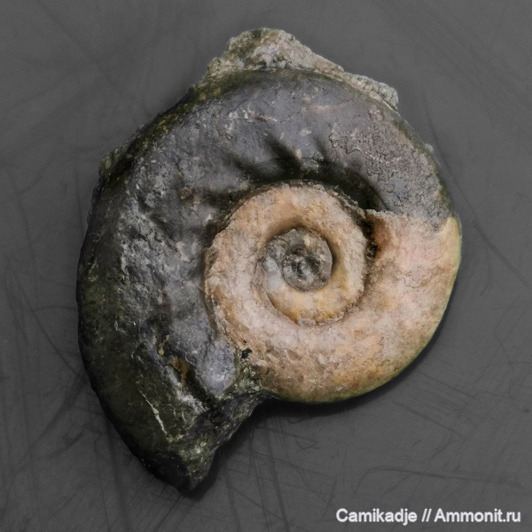 аммониты, юра, келловей, средняя юра, Крым, Курортное