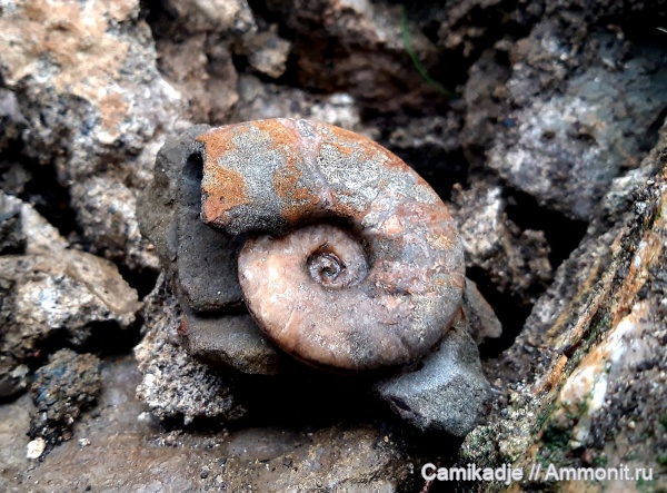 аммониты, нижний мел, альб, Крым, Балаклава