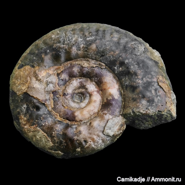 аммониты, юра, келловей, Hecticoceras, средняя юра, Крым, Курортное