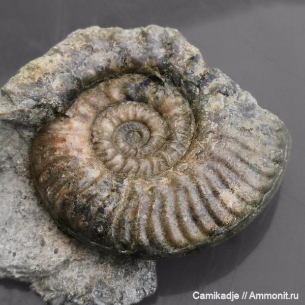 аммониты, юра, келловей, средняя юра, Крым, Курортное