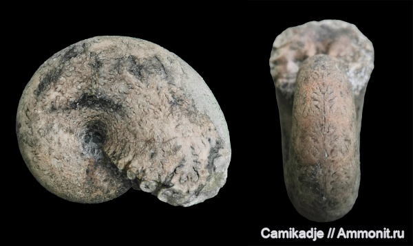 аммониты, юра, келловей, средняя юра, Крым, Phylloceratidae, Курортное