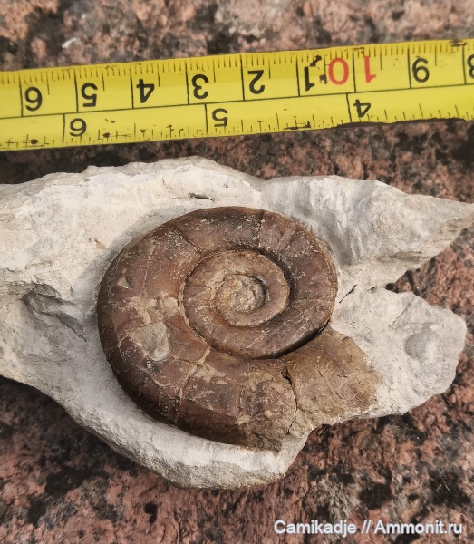 аммониты, мел, нижний мел, берриас, Крым, Protetragonites, феодосия