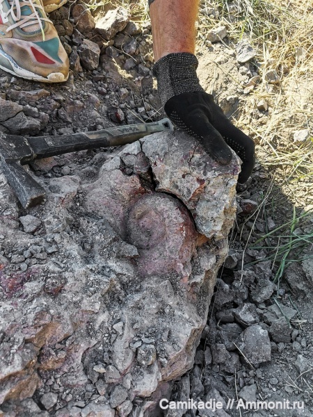 аммониты, юра, келловей, средняя юра, Крым, Lytoceratina, Курортное