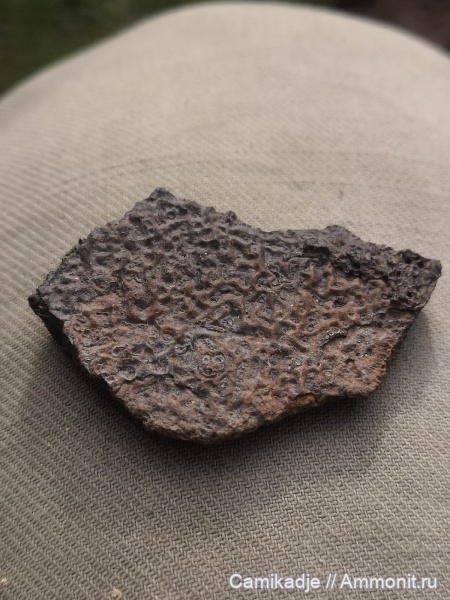 юра, Переборы