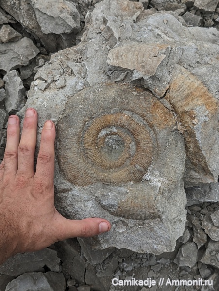аммониты, гетероморфные аммониты, Грузия, нижний мел, апт, нижний апт, Macroscaphites