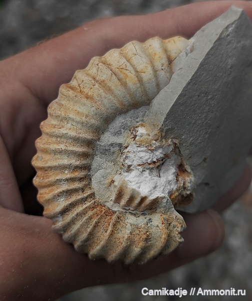 мел, гетероморфные аммониты, Грузия, нижний мел, берриас, Paraimerites, Colchiditinae