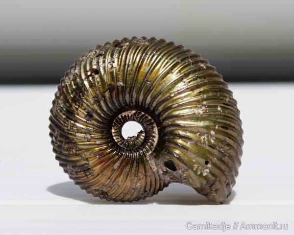 аммониты, юра, келловей, Ярославская область, Cardioceratidae, Переборы