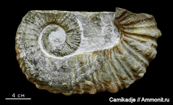 мел, гетероморфные аммониты, Грузия, нижний мел, баррем, Pseudocrioceras, Ancyloceratidae