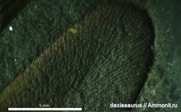 карбон, палеозой, средний карбон, каменская свита