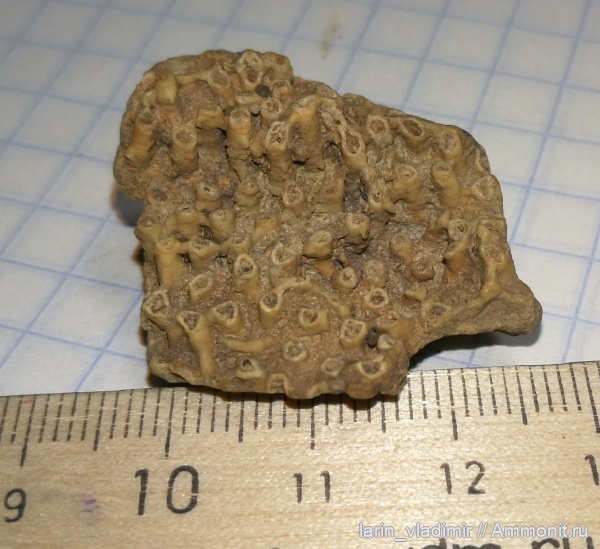 Россия, Syringopora, Тульская область