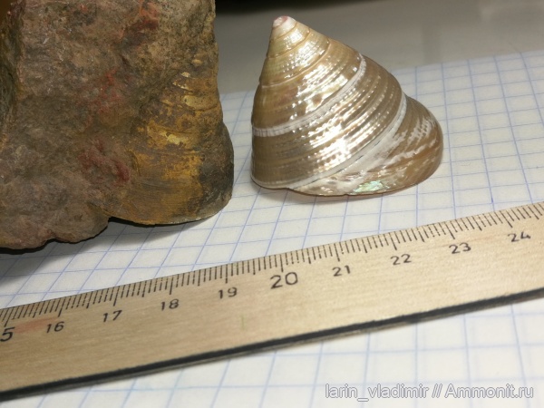 гастроподы, Россия, Адыгея