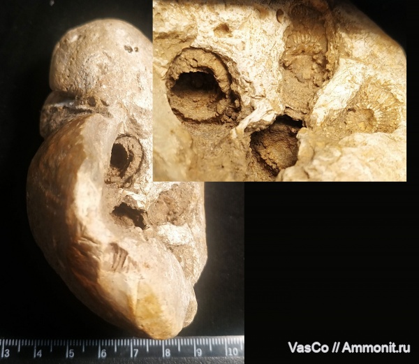 Gigantoproductus, brachiopoda