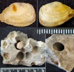 Камнеточец из под крепости