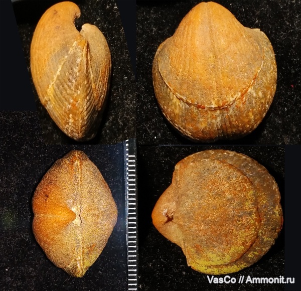 брахиоподы