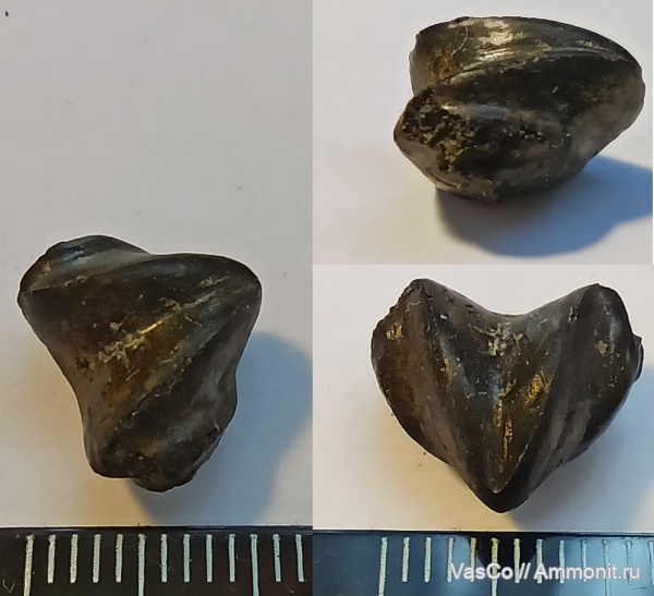 брахиоподы