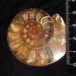 Подарок из Научного