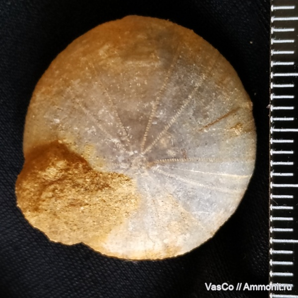 морские ежи, валанжин, Discoidea karakaschi, Discoidea, верхний валанжин, зона Eleniceras tauricum