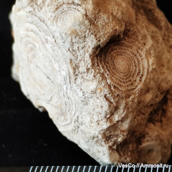 Foraminifera, Sarcodina