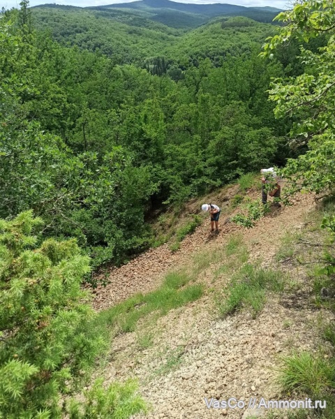 аммониты, гастроподы, мел, мезозой