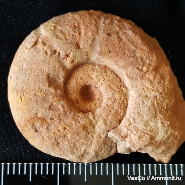 аммониты, нижний мел