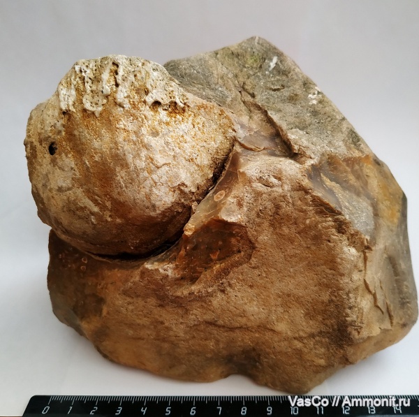 брахиоподы, карбон, Gigantoproductus