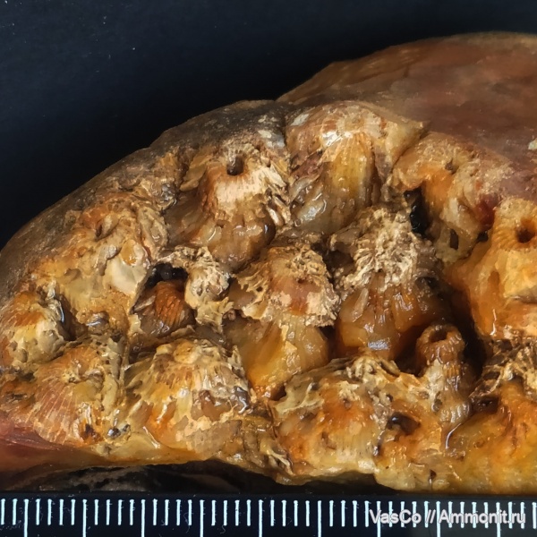 карбон, кишечнополостные