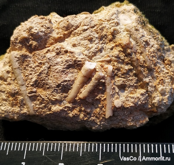 морские ежи, иглы морских ежей